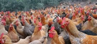 Mua bán con giống vật nuôi mà không lưu, cập nhật đầy đủ hồ sơ giống bị phạt bao nhiêu tiền?